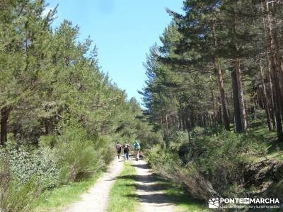 El pinar del Puerto de Navafría;tejo arbol;rutas por la sierra de madrid;la panera el espinar